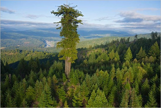 أطول شجرة في العالم